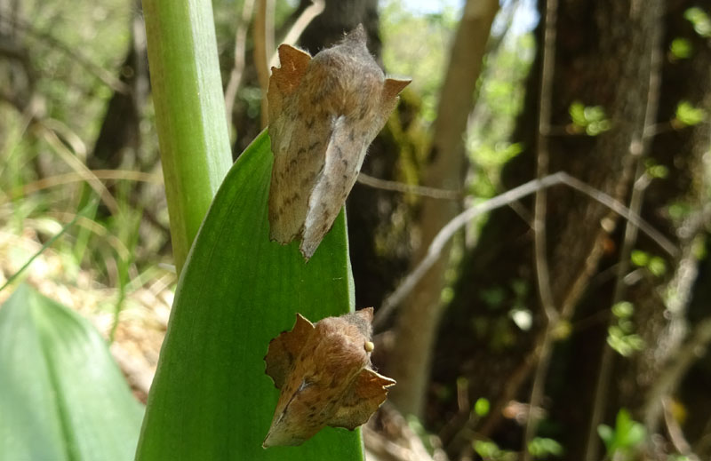 Phyllodesma tremulifolia.....e uovo ?